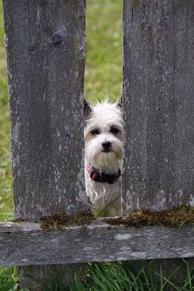 Die Dogorama Kalender Challenge Titelbild-Beitrag-Bild