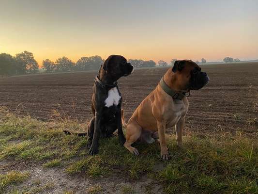 Großer Hund für die Wohnung?-Beitrag-Bild