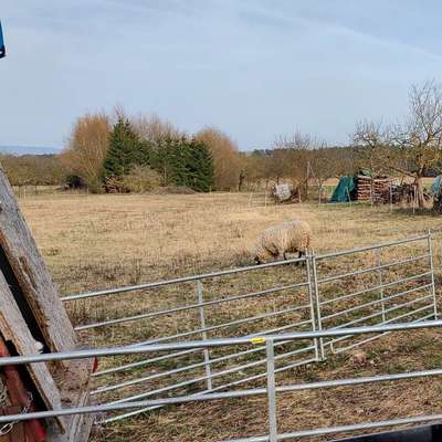 Hundetreffen-Eingezäunt Playdate-Bild
