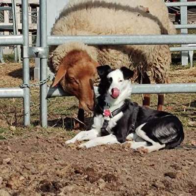 Hundetreffen-Schafe 🐑, Spielen, Gassi-Bild