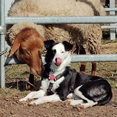 Hundetreffen-Eingezäunt Playdate-Profilbild