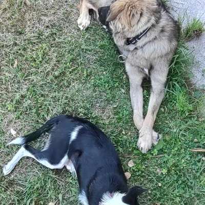 Hundetreffen-Große Hunde-Bild