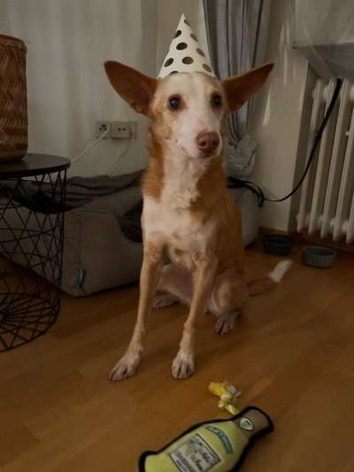 Podenco/Mischlinge hier? :-)-Beitrag-Bild