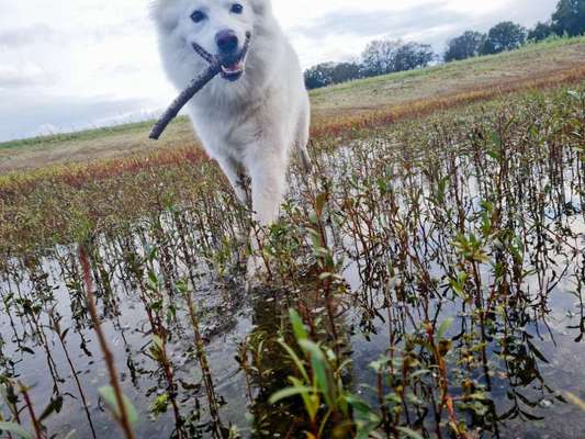 Dogorama-Monats-Challenge-Mai "Wasser"-Beitrag-Bild