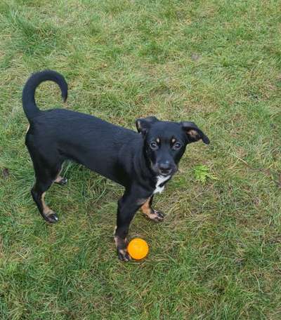 Liebhaber des Deutschen Pinscher gesucht.-Beitrag-Bild