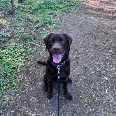 Hundetreffen-Suche Trainings- & Spazierpartner für jungen Labrador-Bild