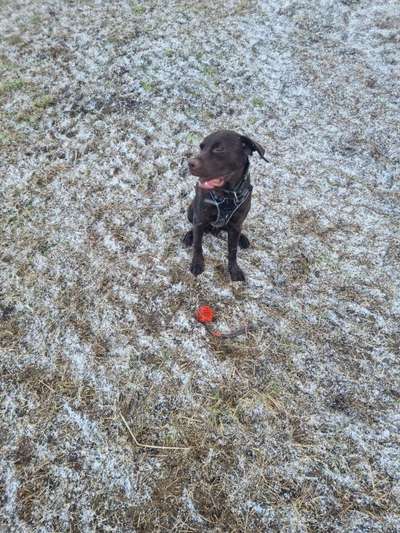 Hundetreffen-Bruno sucht jemanden zum spielen-Bild