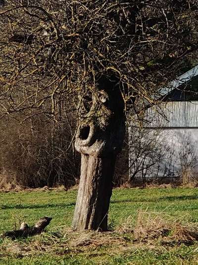 Bäume mit Gesicht-Beitrag-Bild