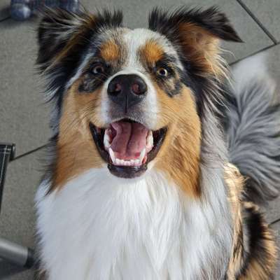 Hundetreffen-Spiel und Gassirunden-Bild