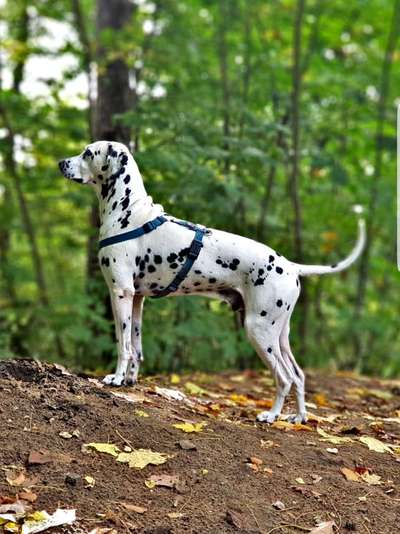 🐕 Diskussion: Hundeerziehung im Wandel – Eure Erfahrungen? 🐾-Beitrag-Bild