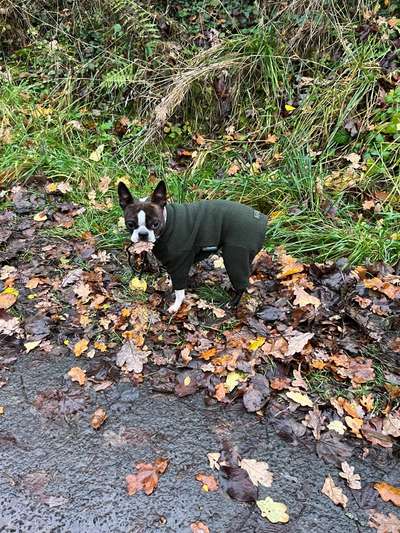 Boston Terrier Liebhaber❤️-Beitrag-Bild
