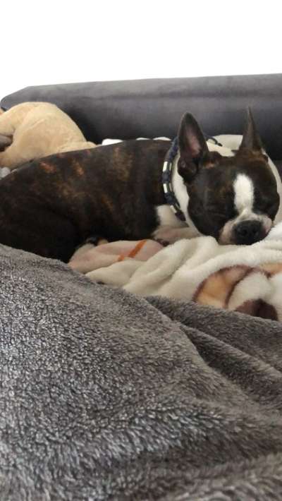 Boston Terrier Liebhaber❤️-Beitrag-Bild