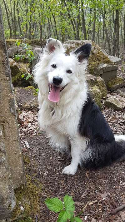 Die Dogorama Monats Challenge "Es grünt und blüht"-Beitrag-Bild