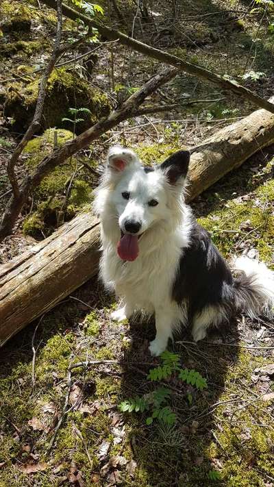 Gibt's hier noch mehr Border Collies???-Beitrag-Bild