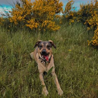 Hundetreffen-Hundefreunde, Spielgefährten, Socialwalks🥎🐶-Bild