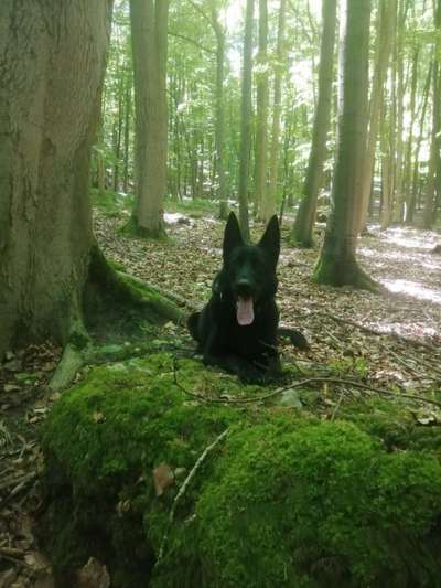 Foto -Challenge  Thema : Dein Hund Im Wald-Beitrag-Bild