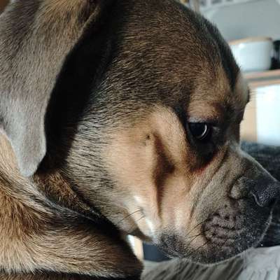 Hundetreffen-Gassirunde-Bild