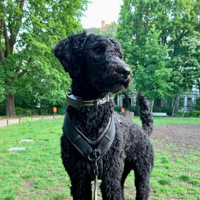 Hundetreffen-Suche: Spiel- / Social Walk- / Laufpartner-Bild