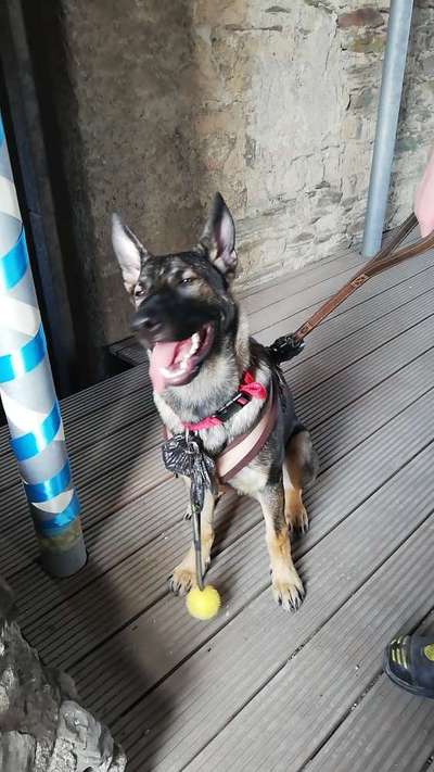 Die Dogorama Wochen Challenge-Beitrag-Bild