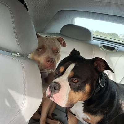 Titelbild Gruppe American Bully Pocket