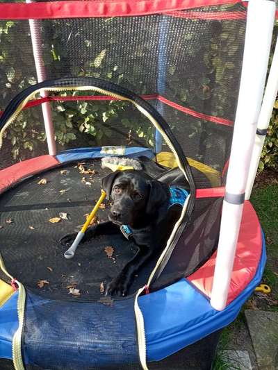 Hundetreffen-Gassirunden in der Umgebung-Bild