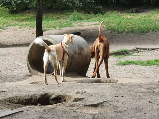Podencomischling oder Podenco-Beitrag-Bild