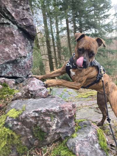 Dogorama Photo Challenge - Steine/Felsen-Beitrag-Bild