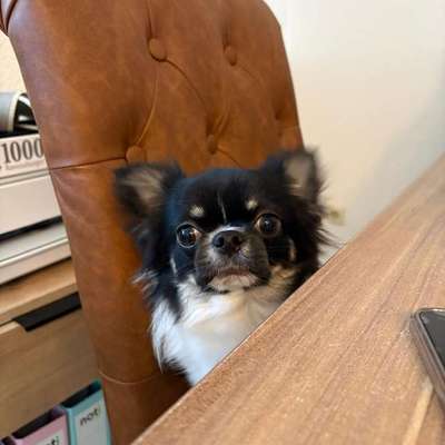Hundetreffen-Neue Freunde gesucht-Bild