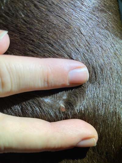 Geschwulst / Knubbel / Warze-Beitrag-Bild