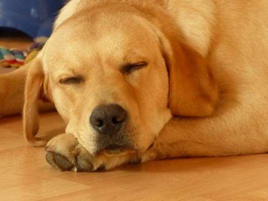 Labradorfans-Beitrag-Bild