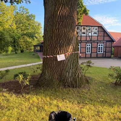 Giftköder-Eichenprozessionsspinner-Bild