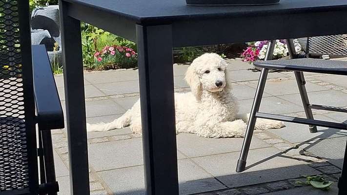 Hundetreffen-Spielrunde-Bild