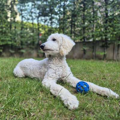 Hundetreffen-Spielrunde-Bild