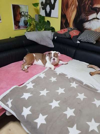 12. Farben Foto Challenge --- Braun-Beitrag-Bild