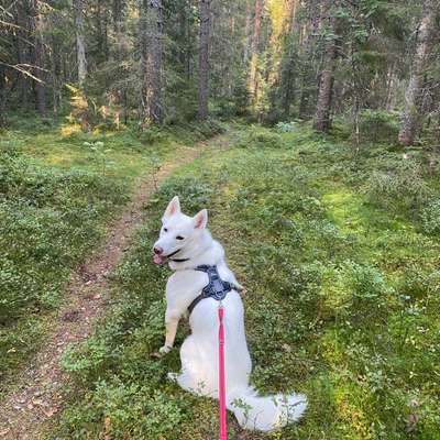 Hundetreffen-Gemeinsamer Spaziergang-Bild