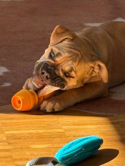 aktuelles Foto Gruppe Bulldoggen aus HH