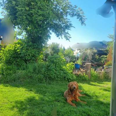 Hundetreffen-JUNGHUNDETREFFEN  in Heckershausen-Bild