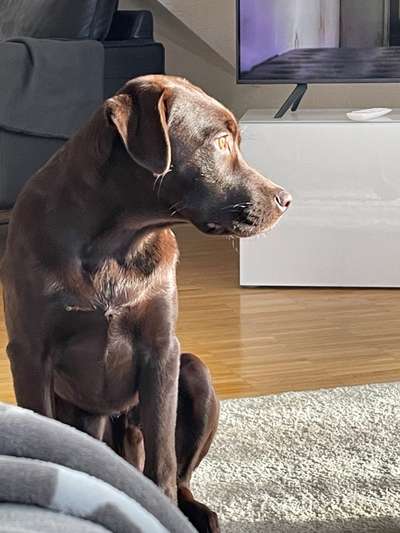 Labradorfans-Beitrag-Bild