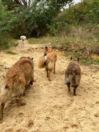 Hundetreffen-Gassitreff Emsland Nord/südliches Ostfriesland-Bild