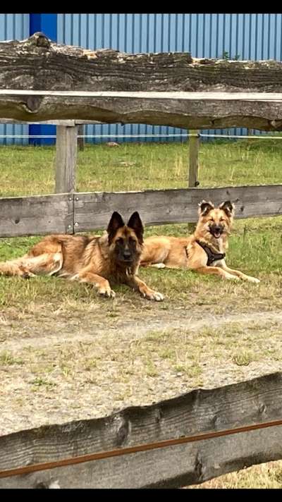 Harzer Fuchs-Beitrag-Bild