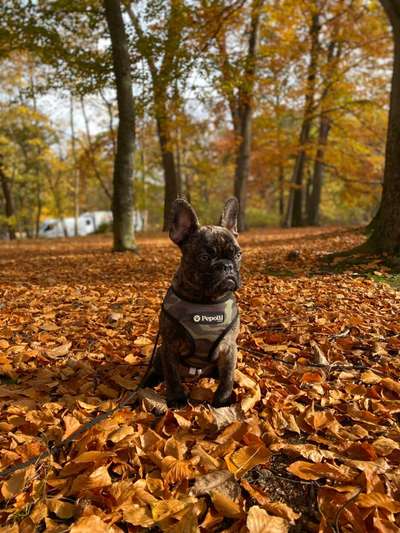 Französische Bulldoggen-Beitrag-Bild