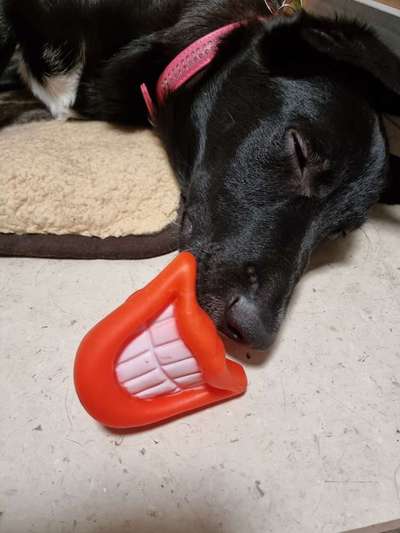 FOTO CHALLENGE 77 - Dein Hund im Spiel-Beitrag-Bild