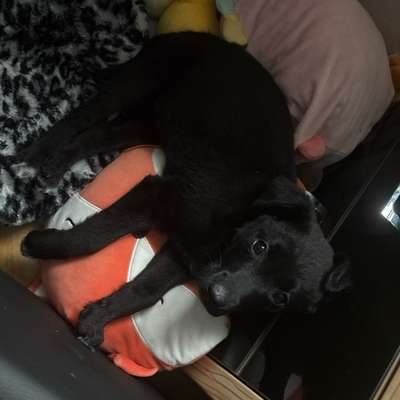 Hundetreffen-Welpen treffen-Bild