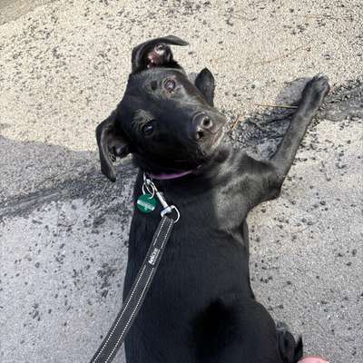 Hundetreffen-Welpen treffen-Bild