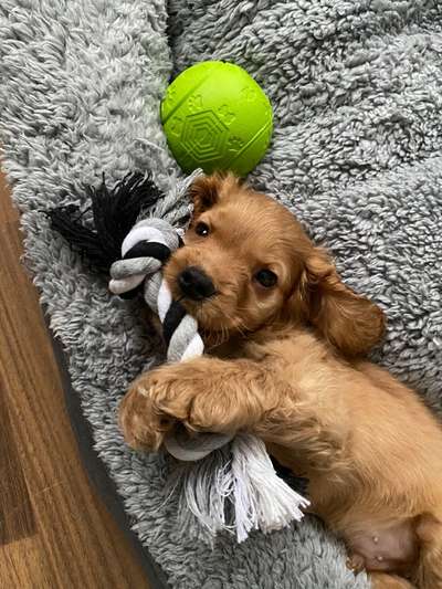 Dogorama Photo Challenge - Hundeblick zum hinschmelzen-Beitrag-Bild