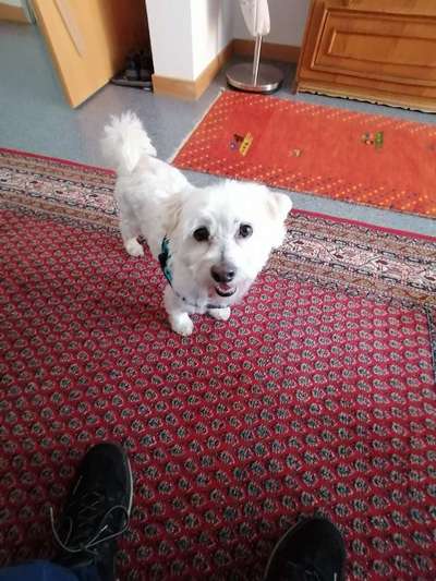 Havaneser-Beitrag-Bild