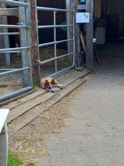 Australian Cattle Dog-Beitrag-Bild