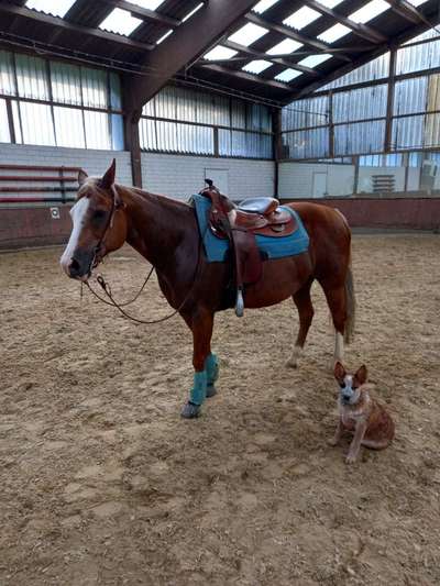 Pferde und hunde-Beitrag-Bild