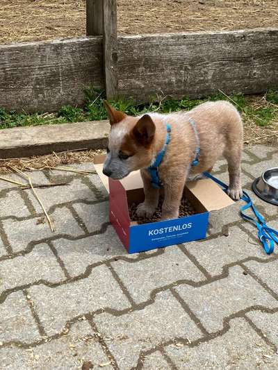 Australian Cattle Dog-Beitrag-Bild