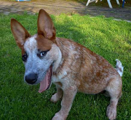 Die Dogorama Kalender Challenge 4/4-Beitrag-Bild